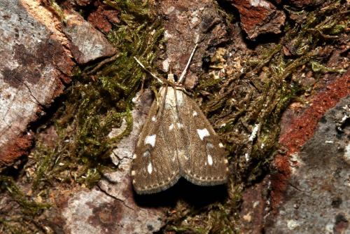 Udea olivalis